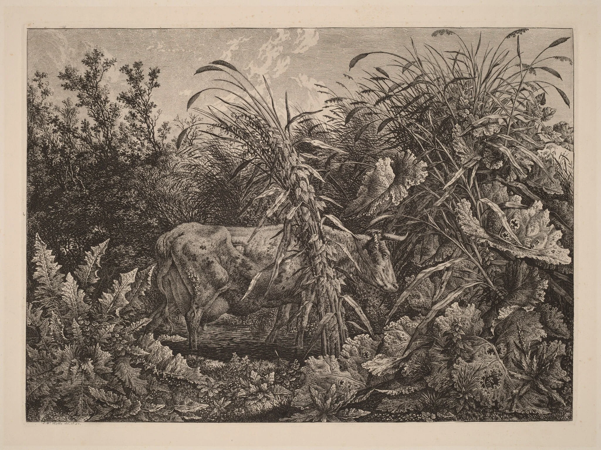 The Cow in the Swamp