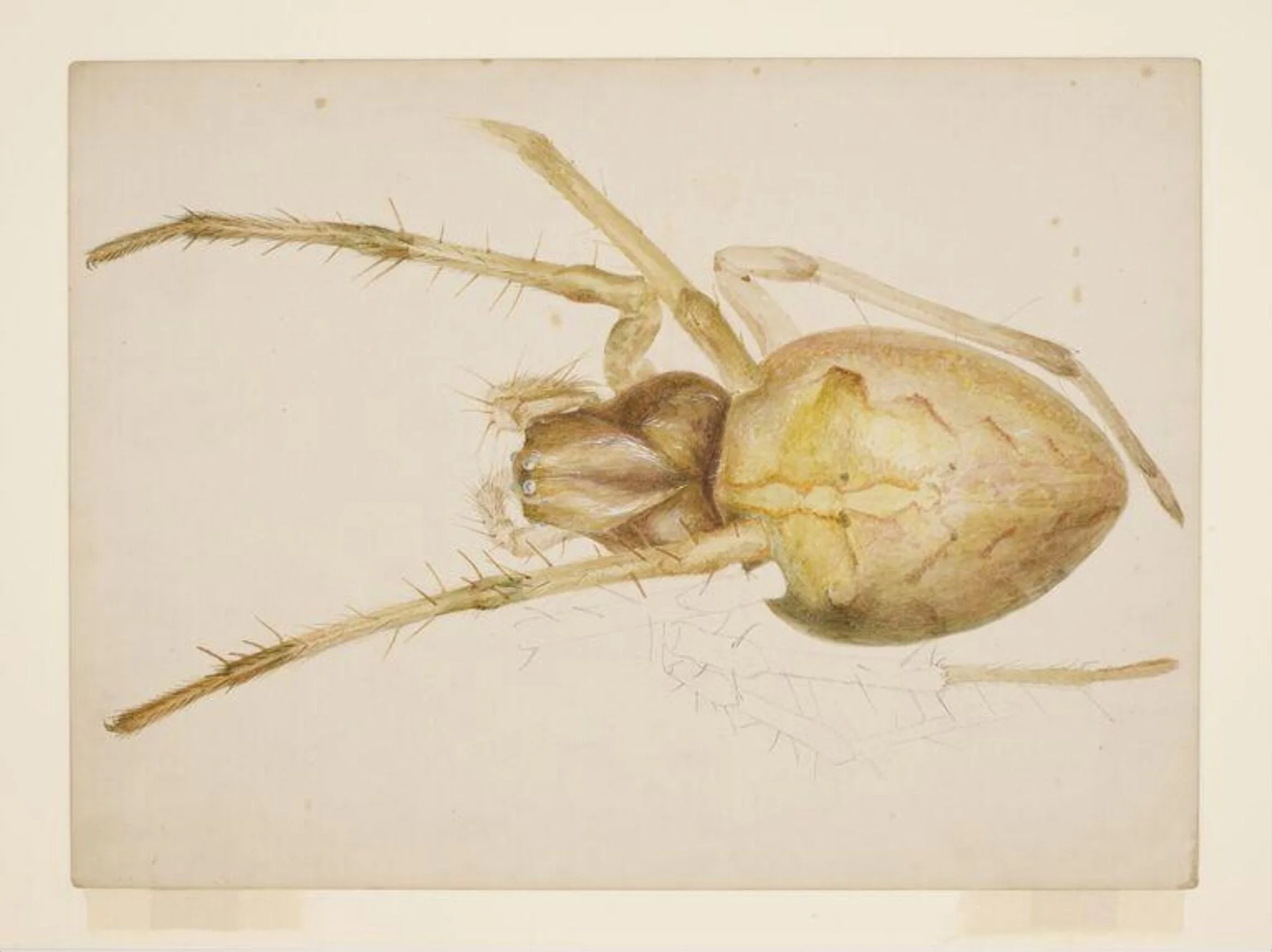 Study of a yellowish-brown spider, by Beatrix Potter, watercolor, 1887