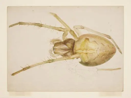 Study of a yellowish-brown spider