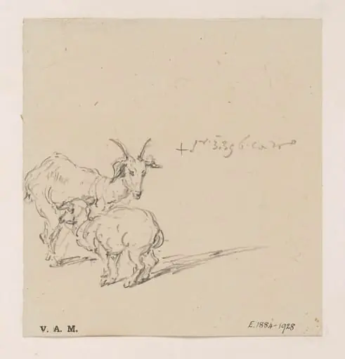 A goat and kid