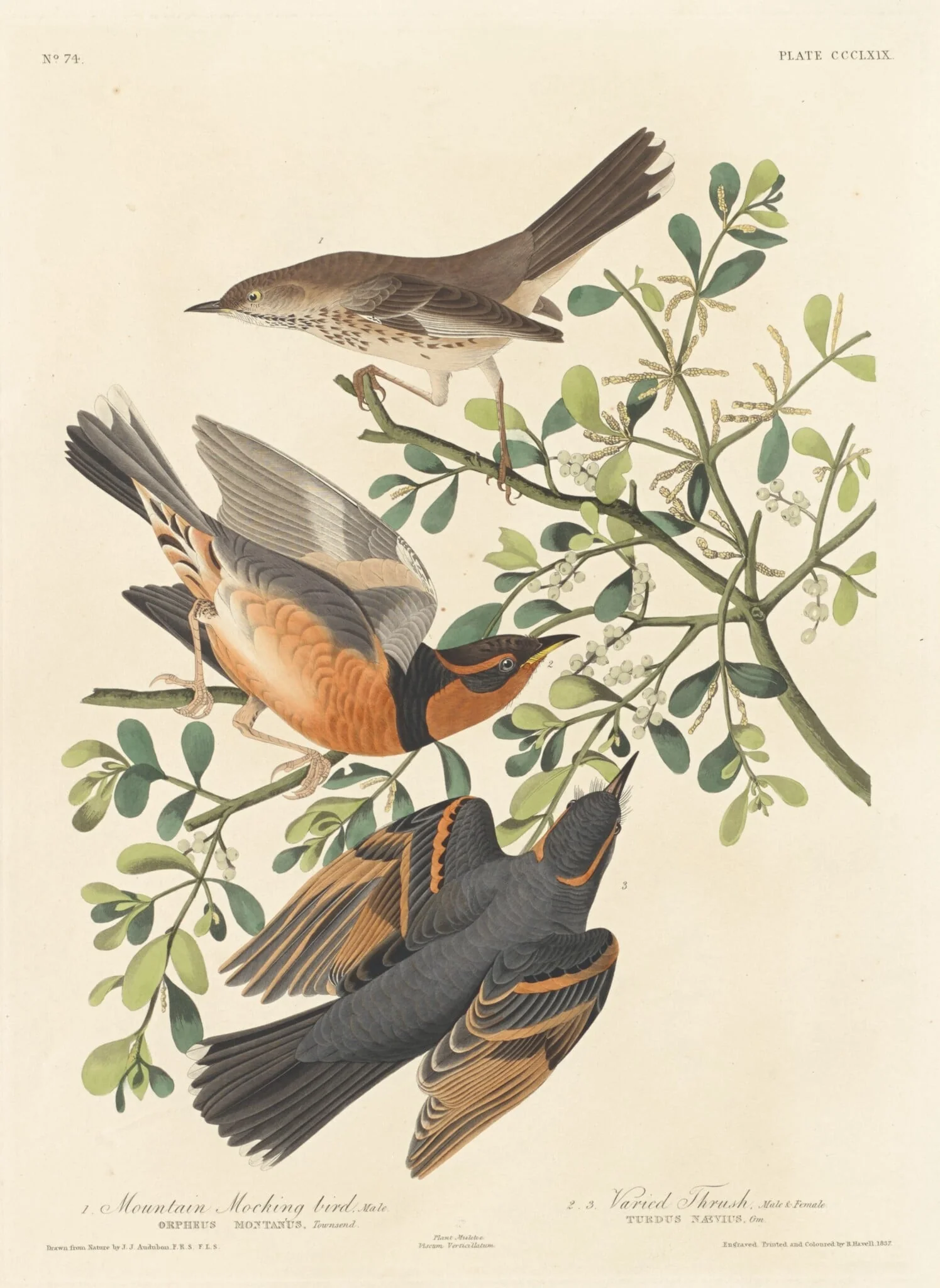 Mountain Mocking-bird and Varied Thrush, by Robert Havell Jr., ink, 1837