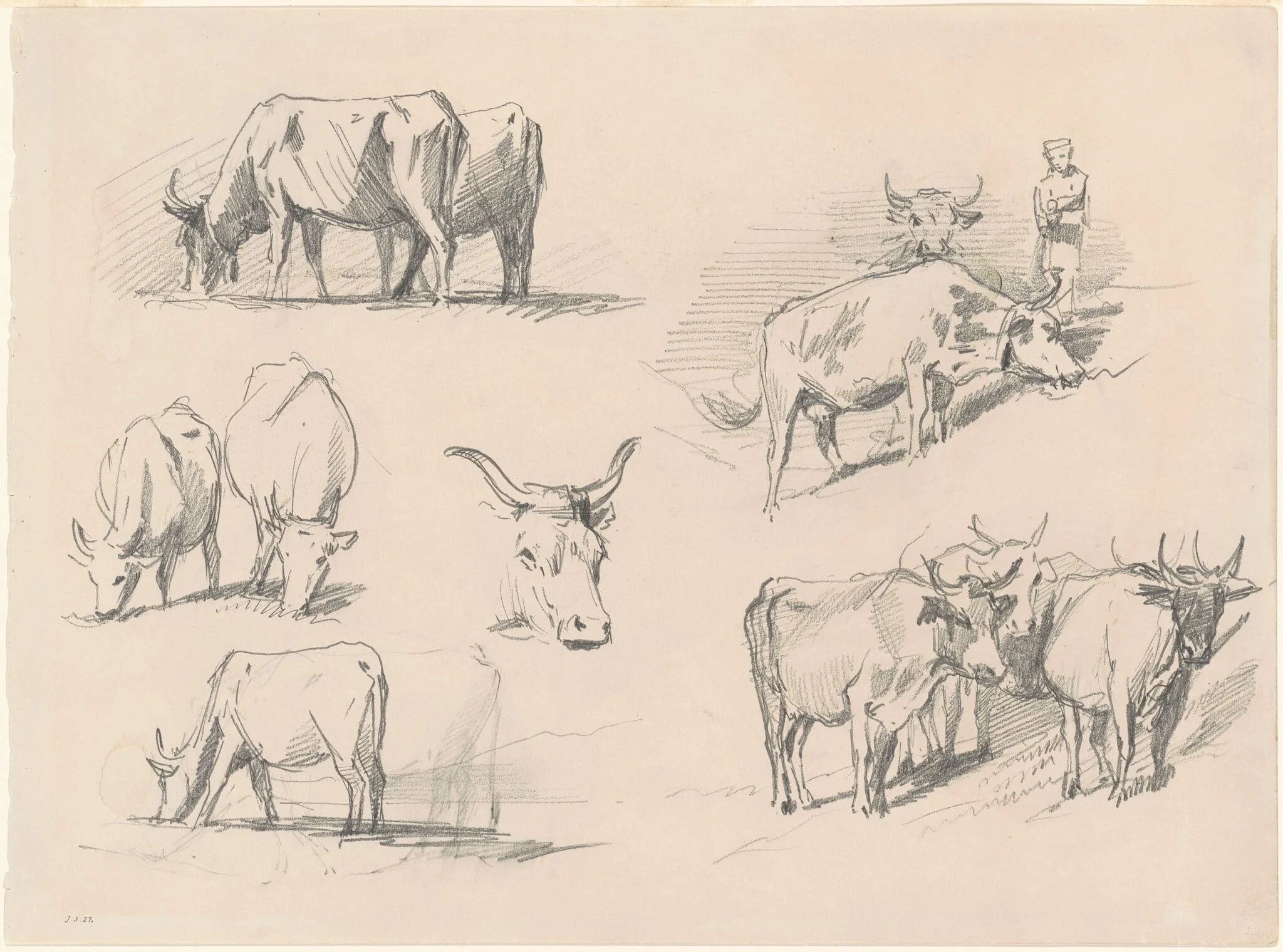Studies of Cattle, by John Singer Sargent, graphite, 1872