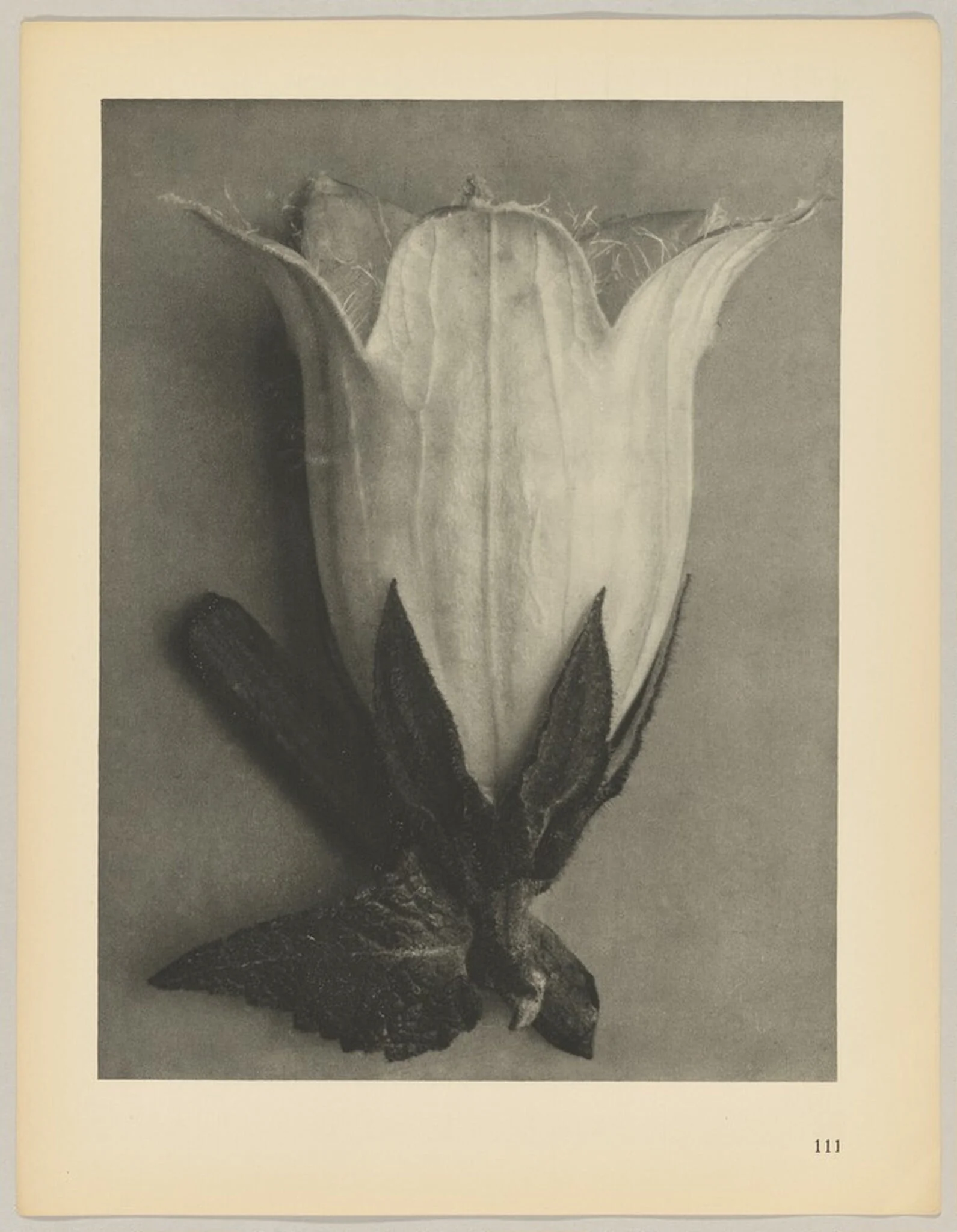 Campanula alliarüfolia