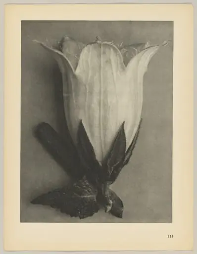 Campanula alliarüfolia