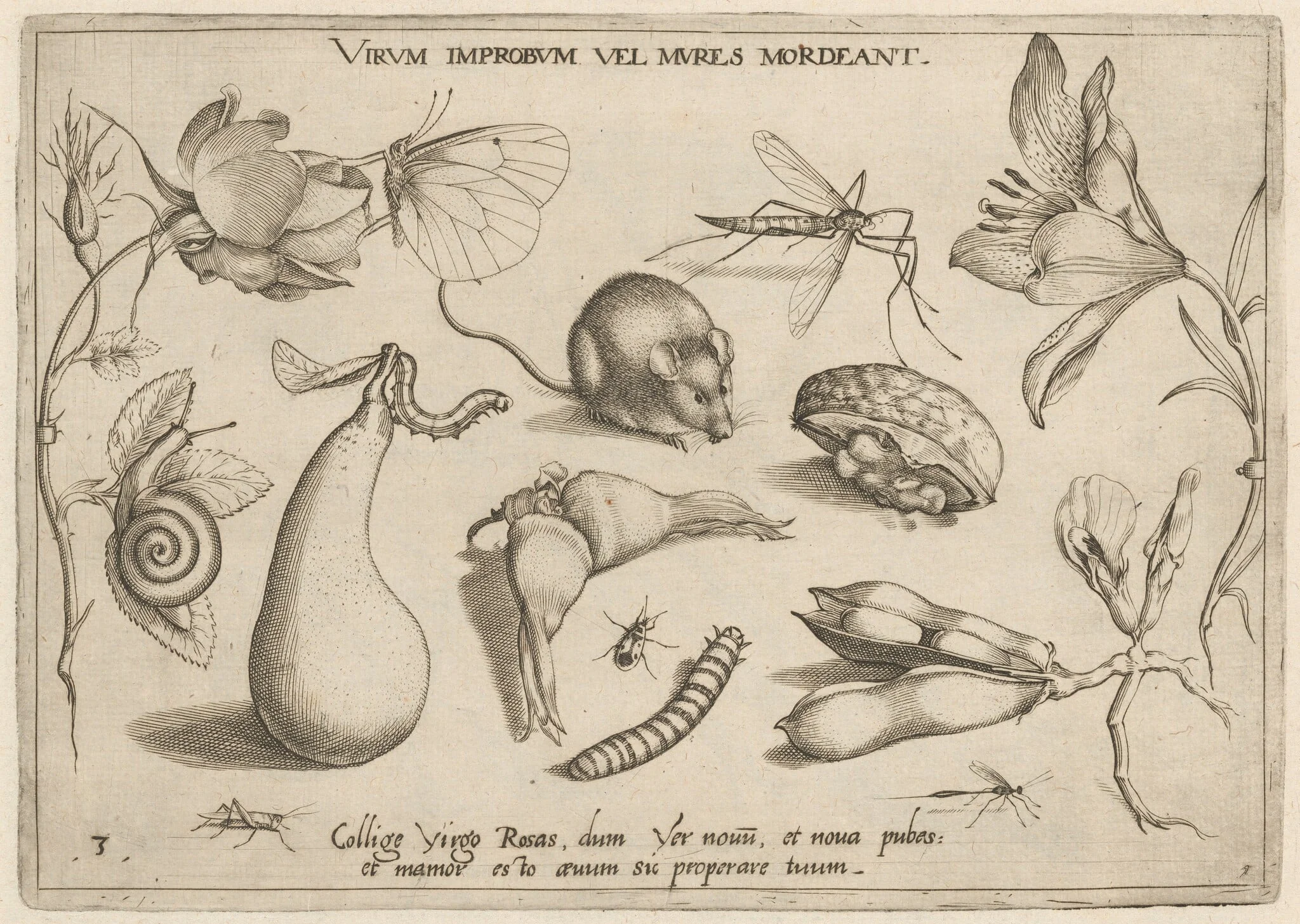 Archetypa studiaque patris Georgii Hoefnagelii [Part 1, Plate 3], by Jacob Hoefnagel, ink, 1592