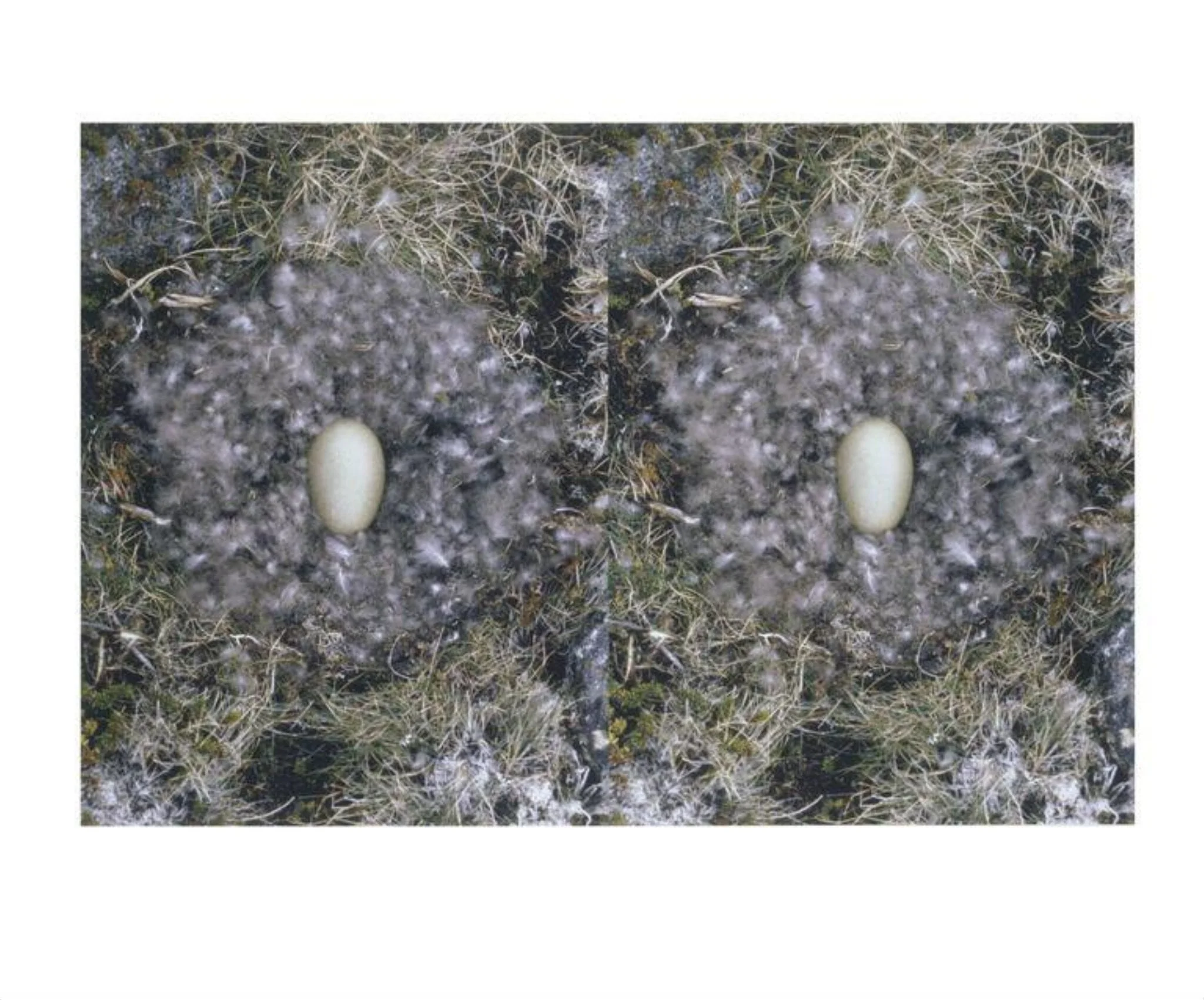 Untitled (To Nest), by Roni Horn, 2001