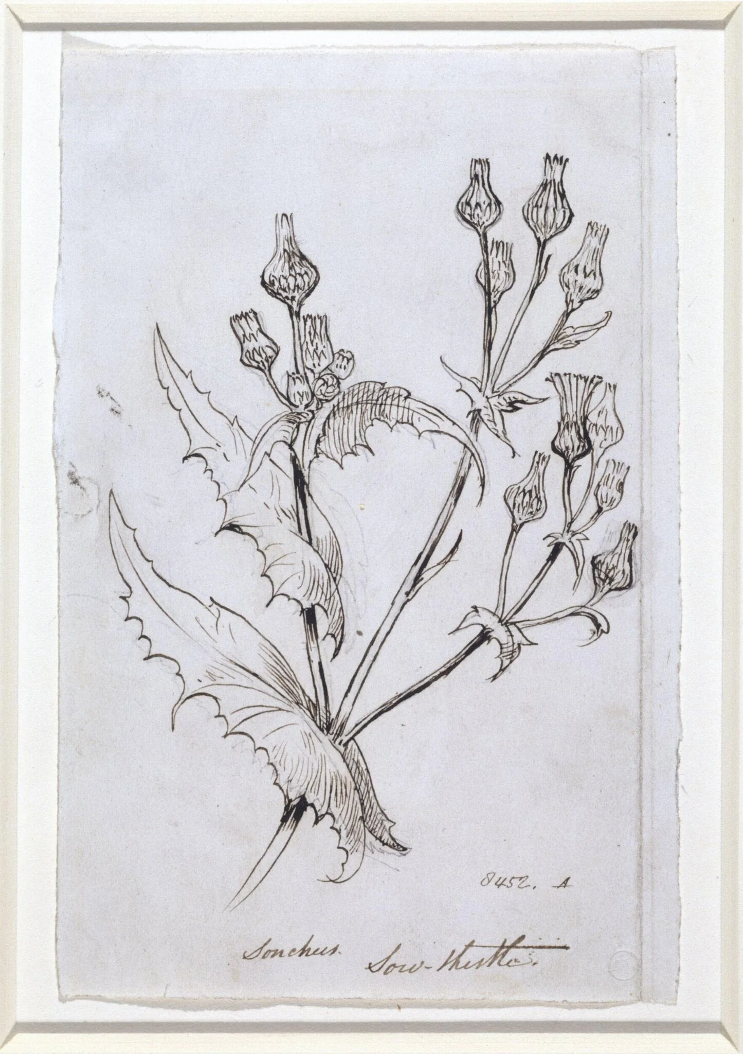 Study of a sow thistle
