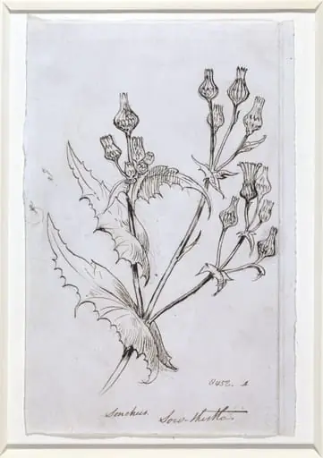 Study of a sow thistle