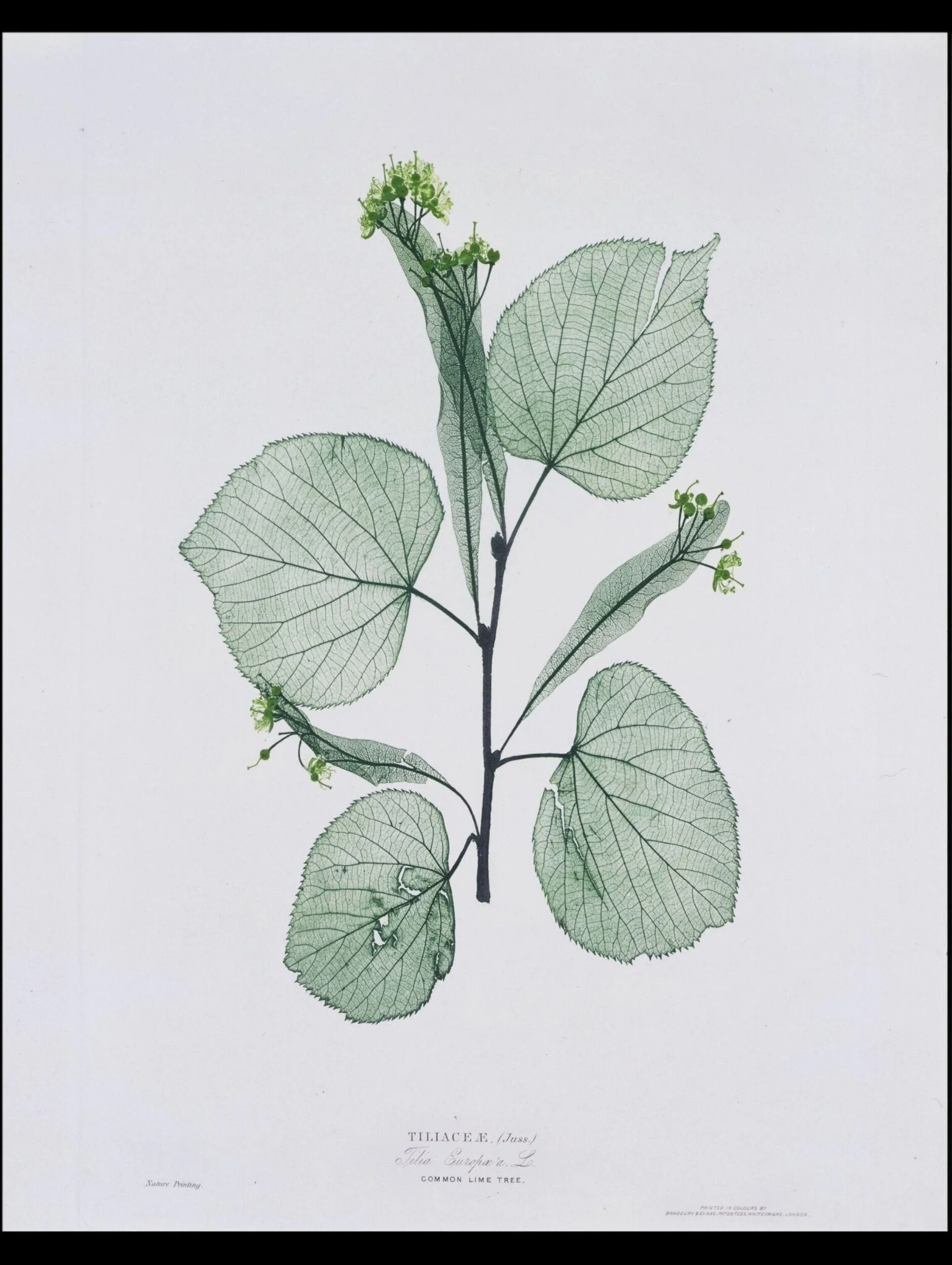 A Few Leaves from the Newly-Invented Process of "Nature-Printing", by Henry Bradbury, 1854