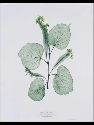 A Few Leaves from the Newly-Invented Process of "Nature-Printing"