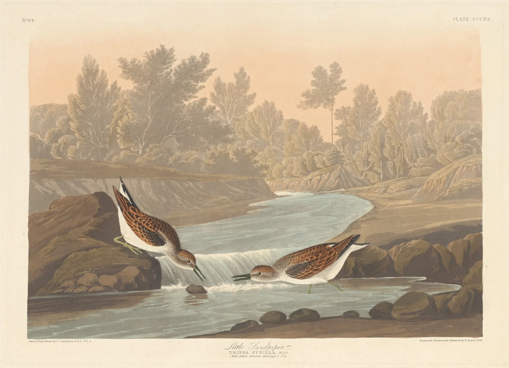 Little Sandpiper, by Robert Havell Jr., ink, 1836