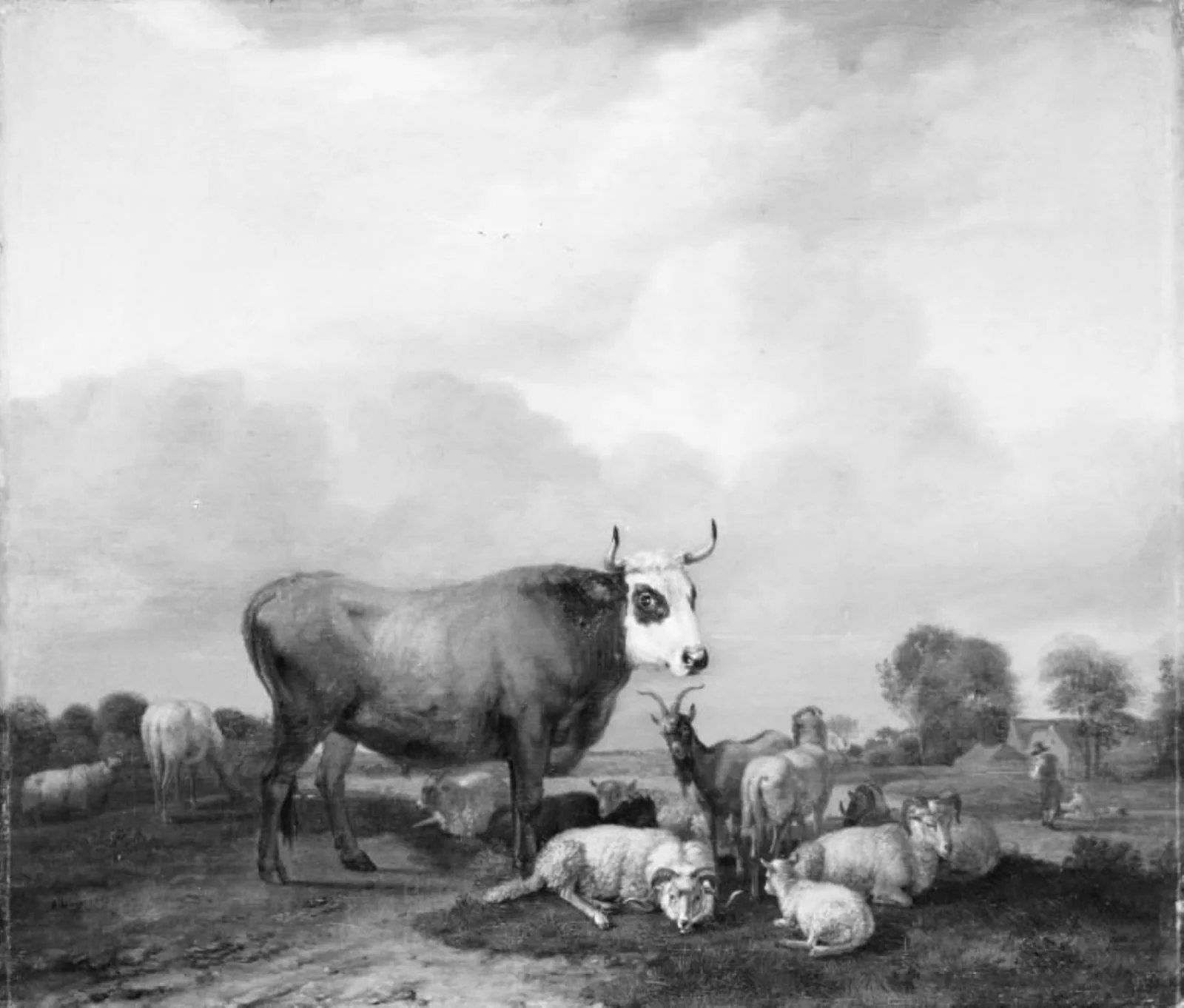 Cattle in the Field