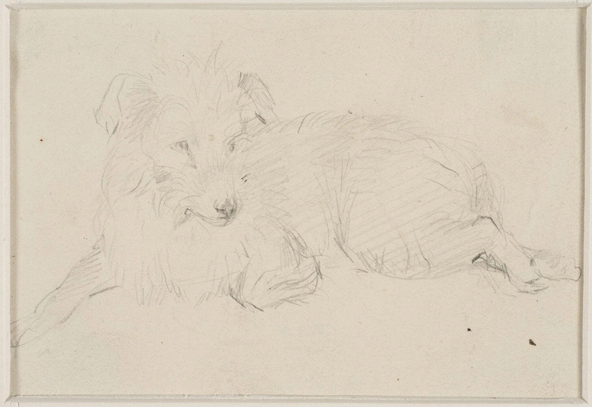 Sketch of a dog