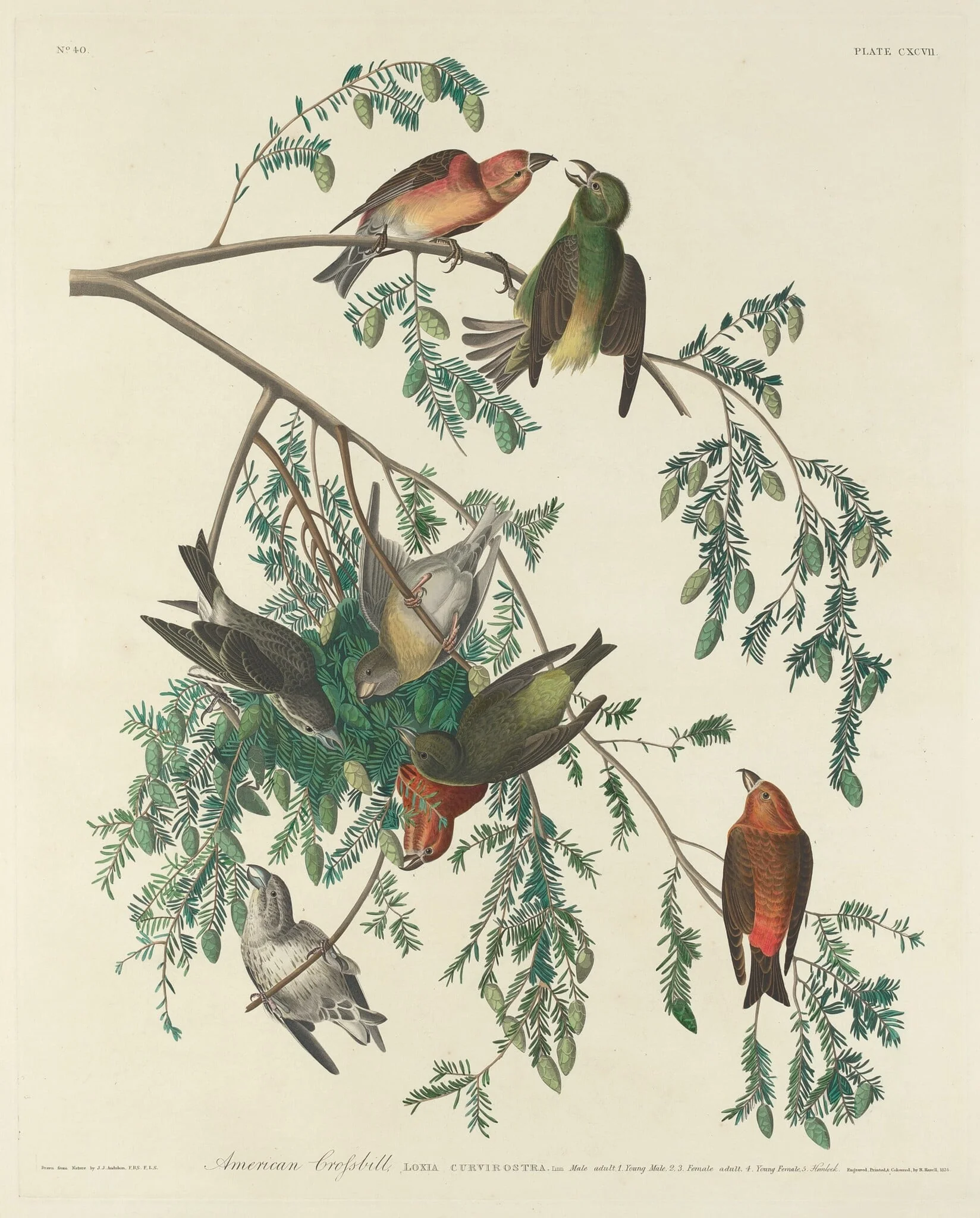 American Crossbill, by Robert Havell Jr., ink, 1834