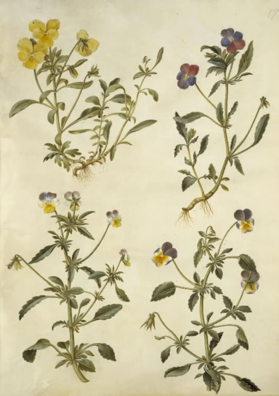 Viola cornuta (horn-viol); Viola tricolor (almindelig stedmoderblomst), by Unknown, unspecified, 1654