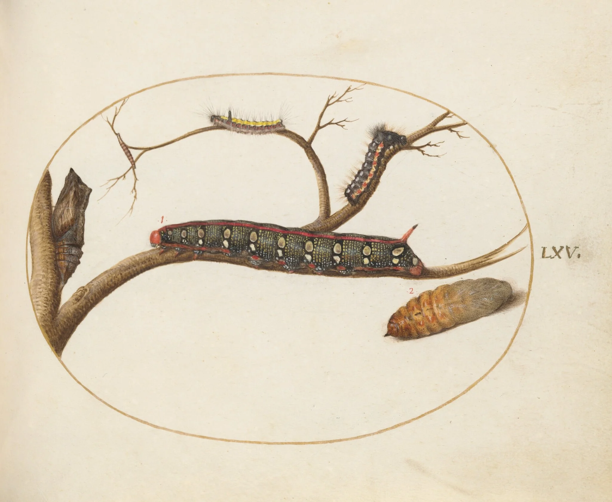 Plate 60: Leafy Spurge Hawkmoth Caterpillar, Gray Dagger Caterpillar, and Pupae, by Joris Hoefnagel, gouache, 1594