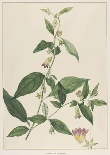 Atropa Belladonna
