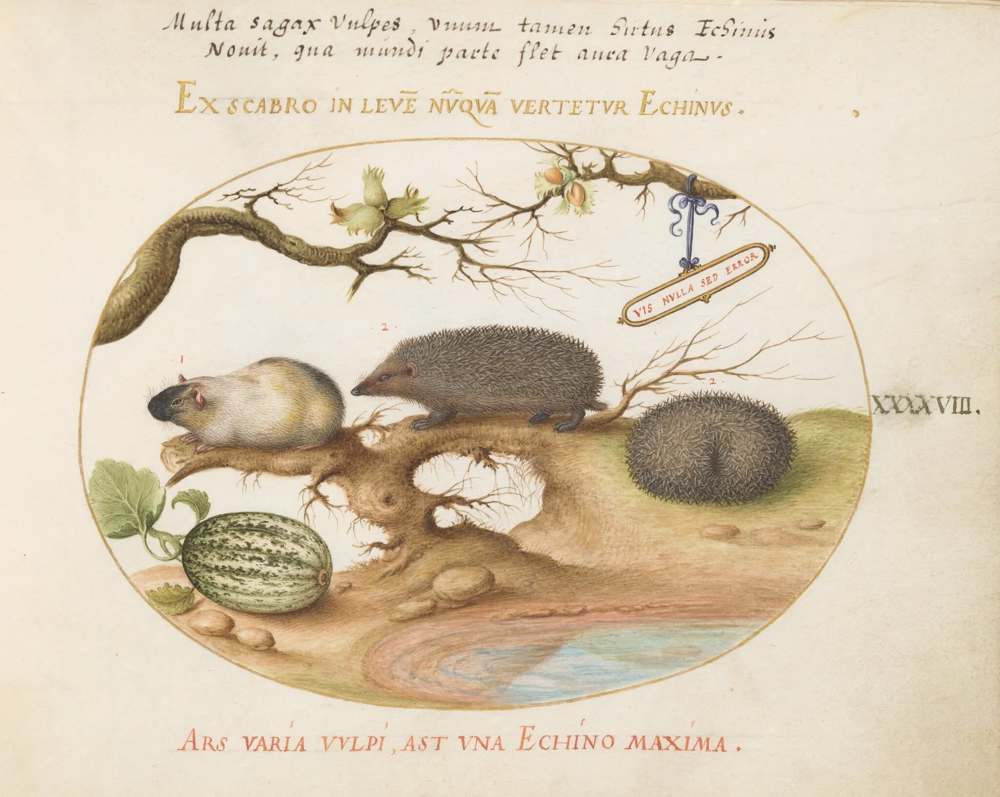 Plate 48: Guinea Pig and Hedgehogs with Melon and Cobnuts, by Joris Hoefnagel, gouache, 1594