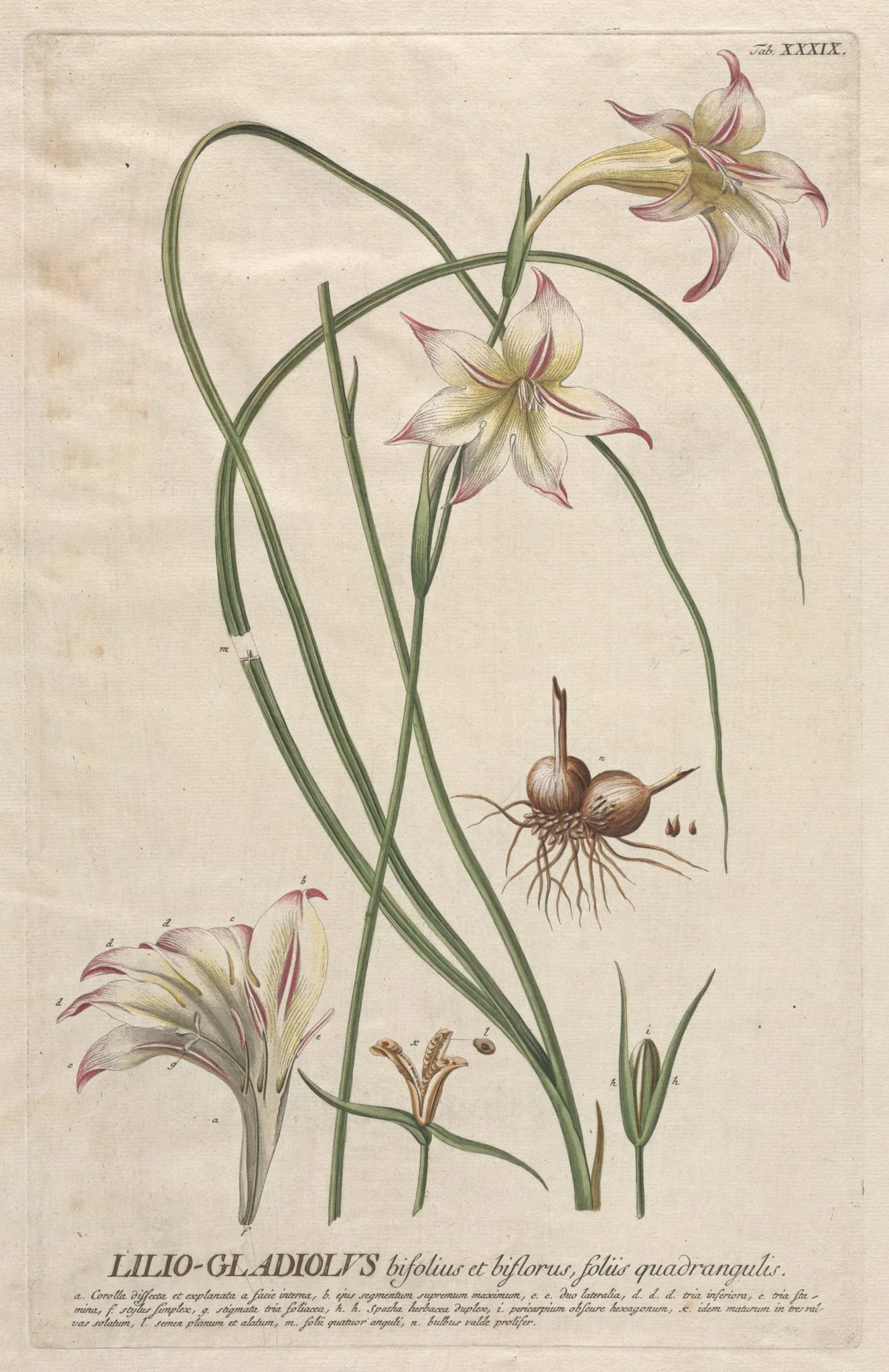 Plantae Selectae:  No. 39 - Lilio-Gladiolus, by Georg Dionysius Ehret, 1762