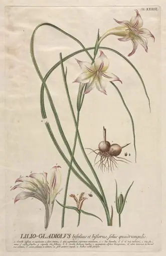 Plantae Selectae:  No. 39 - Lilio-Gladiolus