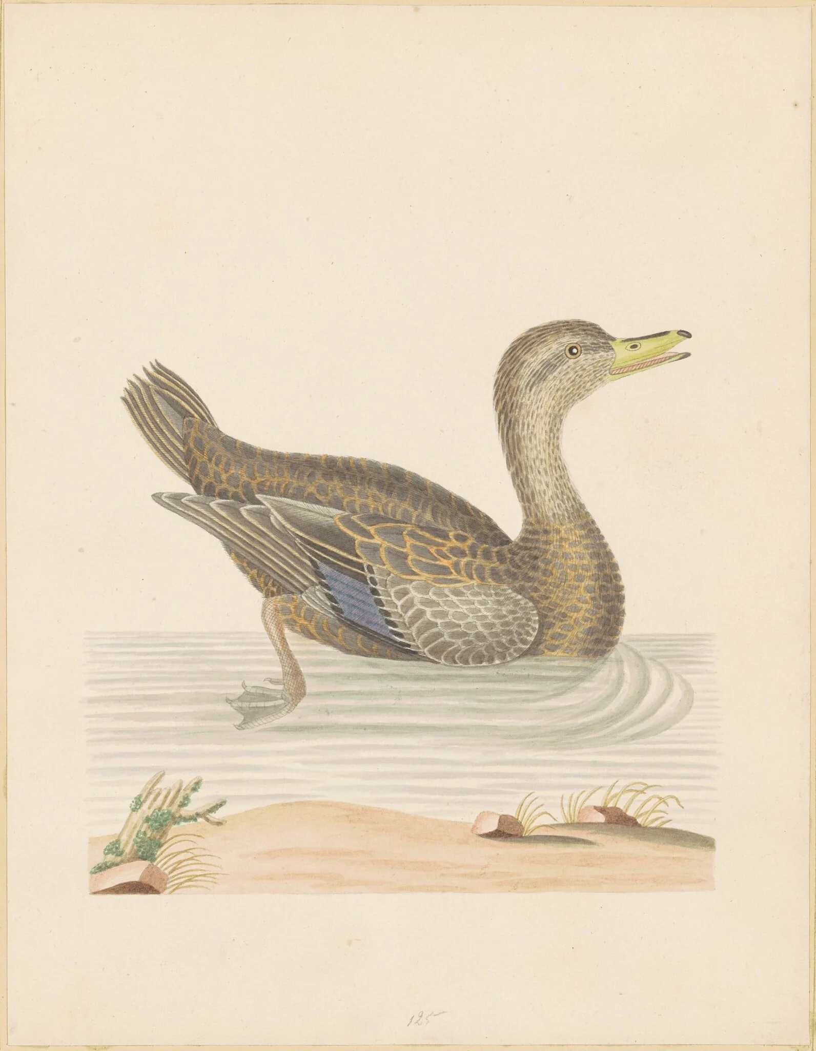 Roan Duck, by John Abbot, graphite, 1790