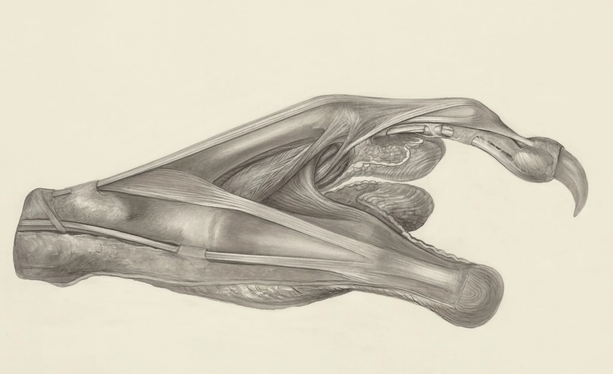 Muscular tissue of the claw of a gray four-eyed opossum