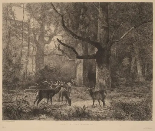 Forêt de Fontainebleau