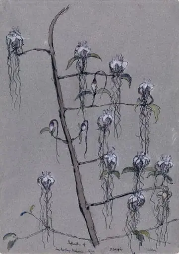 Orchids: Stropanthus sp. Rhodesia