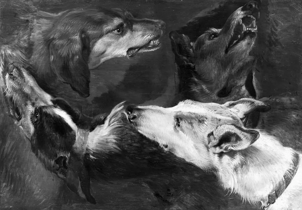 A study of four dogs