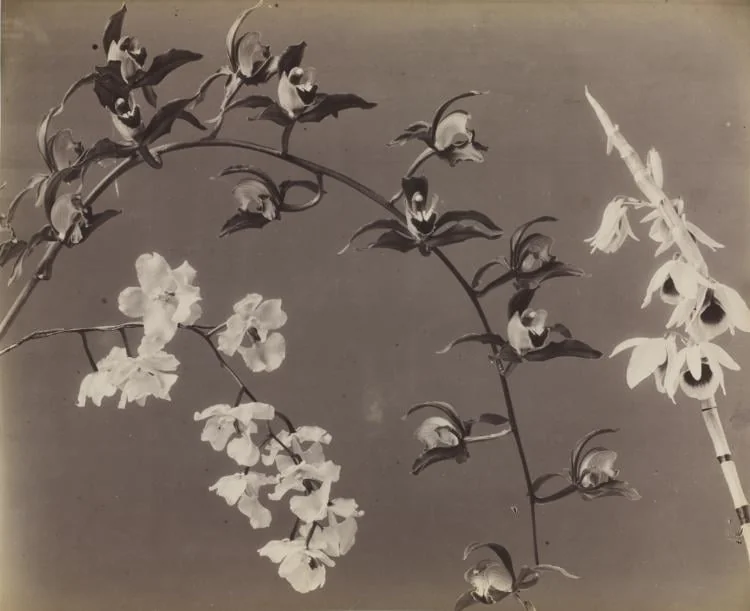 Study of Orchids, by Unknown, 1874