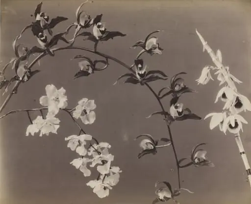Study of Orchids