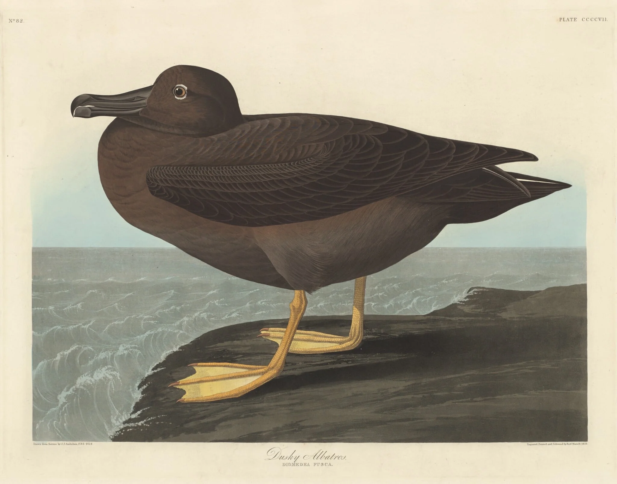 Dusky Albatros, by Robert Havell Jr., ink, 1838
