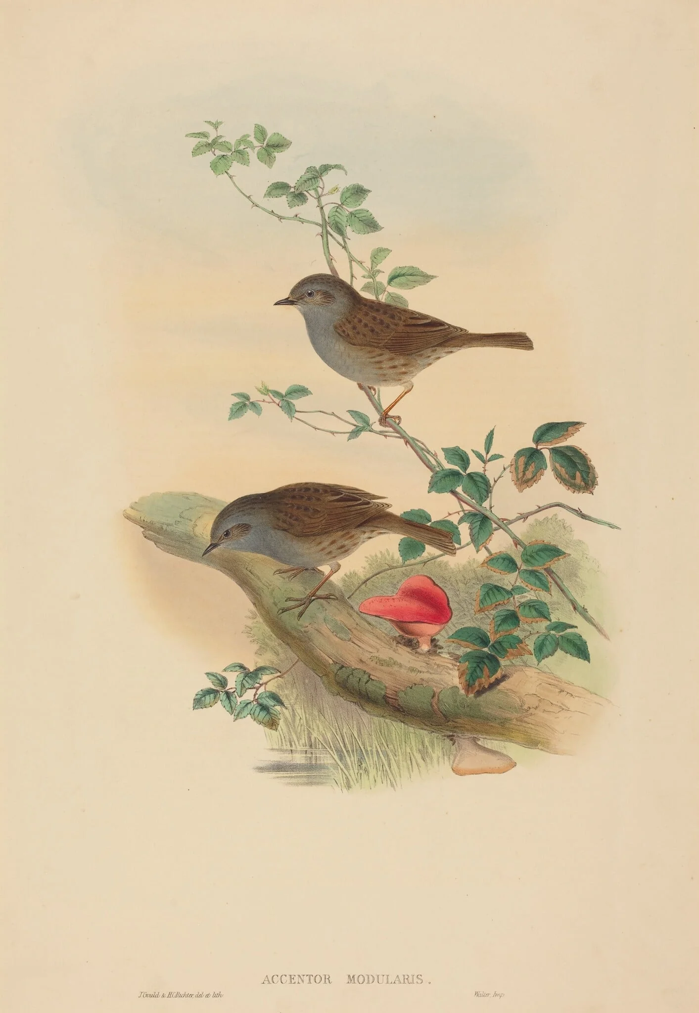 Accentor modularis (Dunnock), by John Gould, ink, 1842