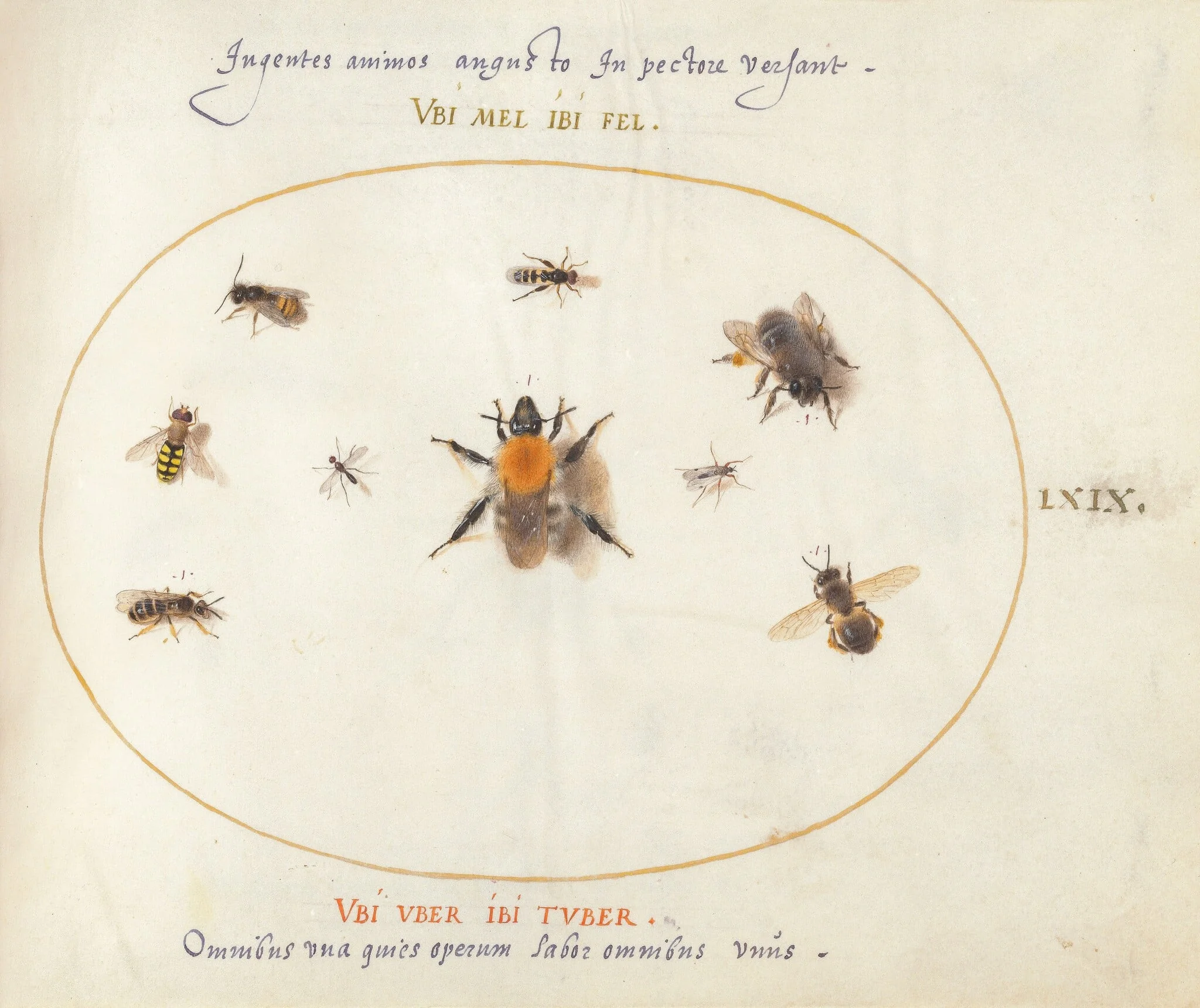 Plate 69: Nine Bees and Other Insects, by Joris Hoefnagel, gouache, 1594