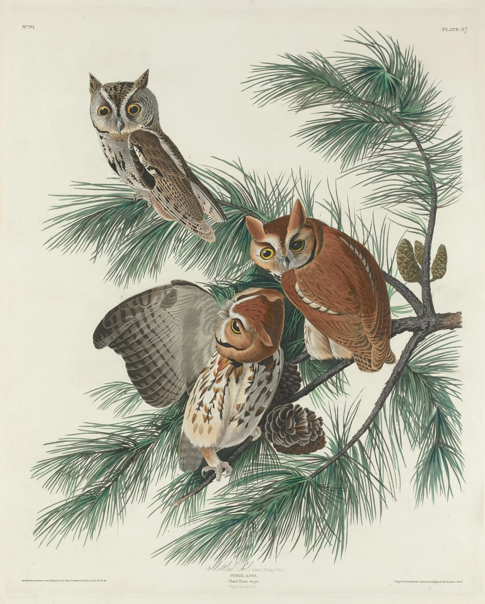 Mottled Owl