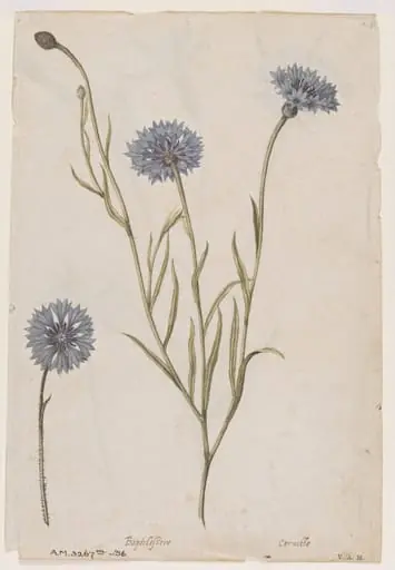 Cornflower; Corn cockle