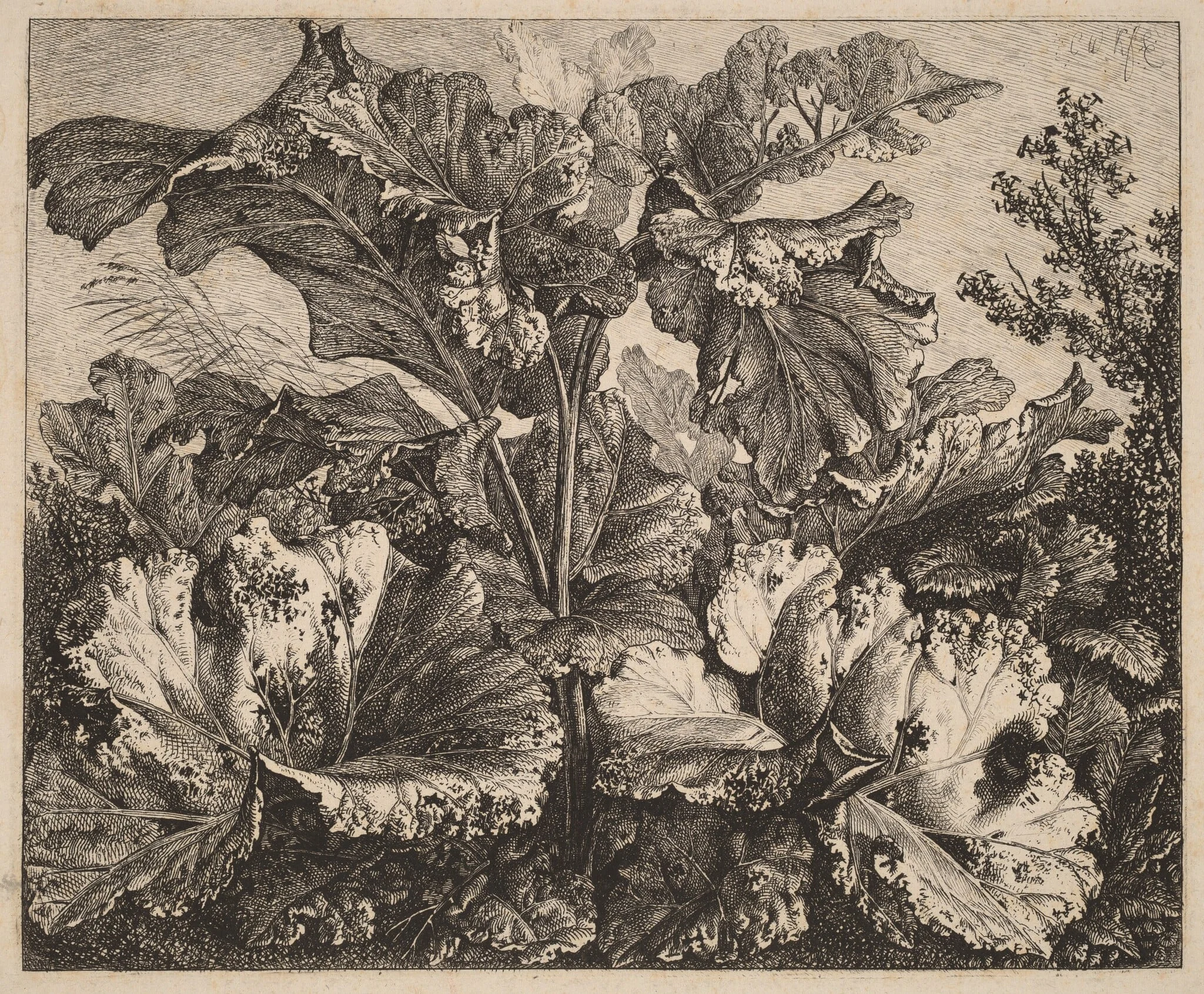 Small Plant Study: a Burdock, Delicate Tufts of Grass at Left