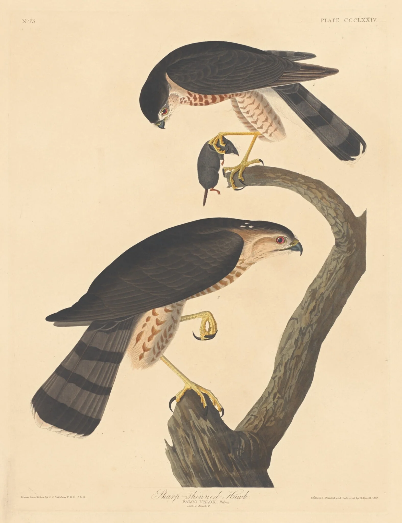 Sharp-shinned Hawk, by Robert Havell Jr., ink, 1837