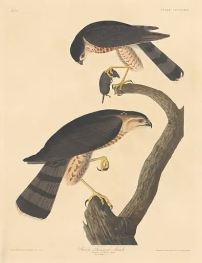 Sharp-shinned Hawk