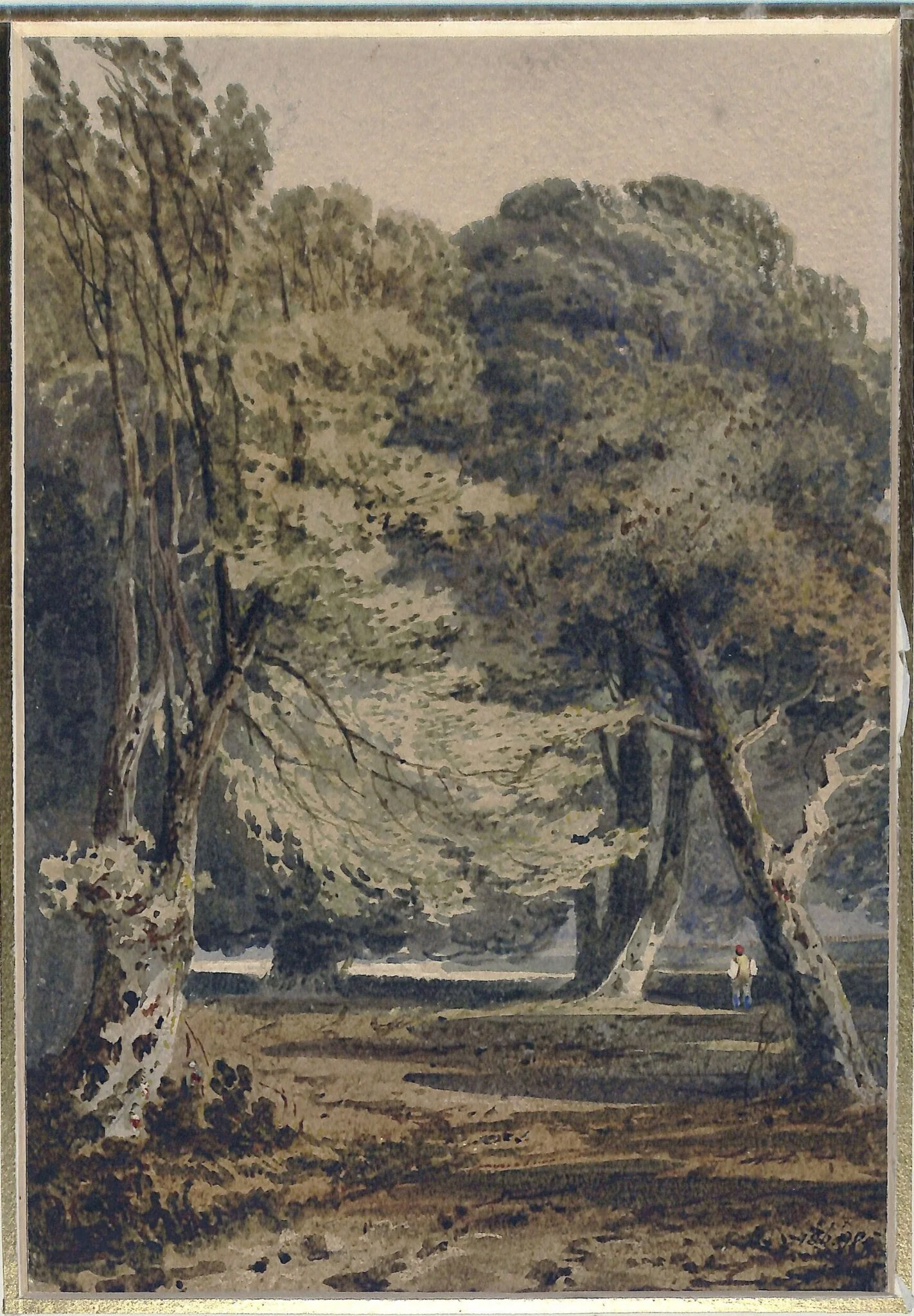 Woodland scene