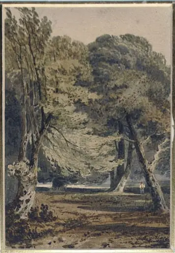 Woodland scene