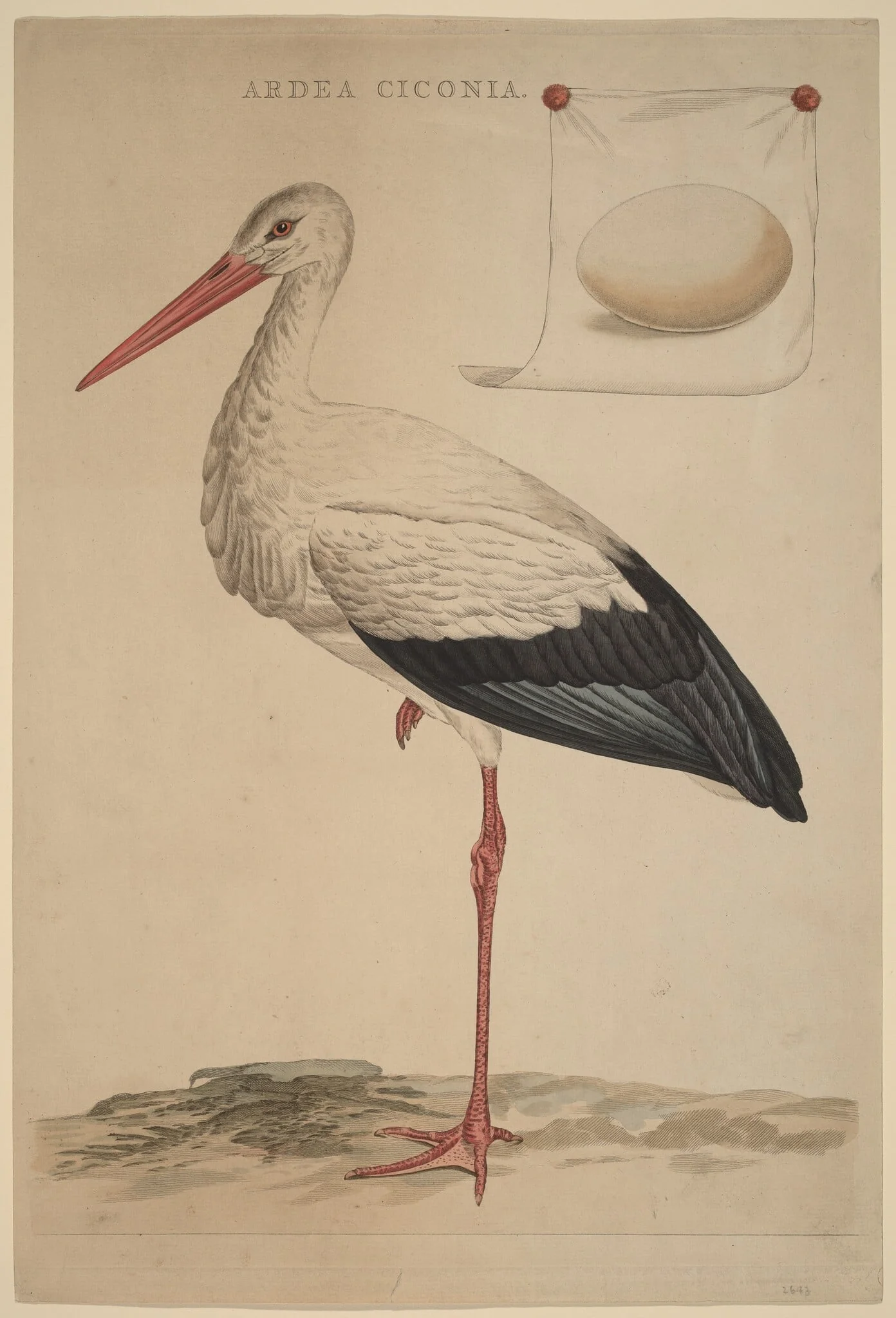 The White Stork, by Jan Christiaan Sepp, ink, 1775