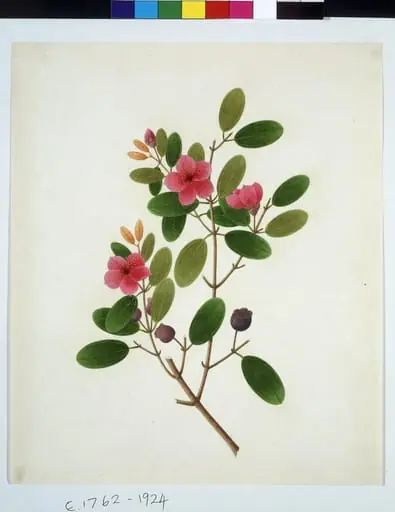 Rose periwinkle