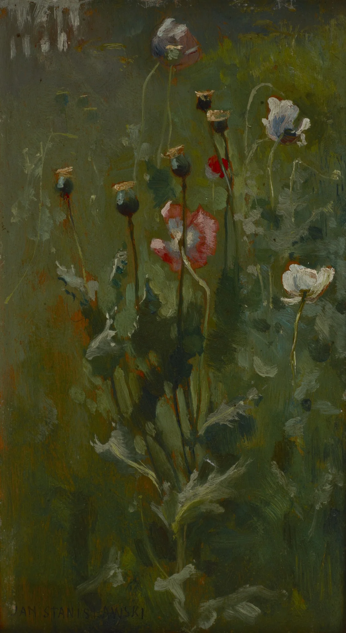 Poppies in Bloom