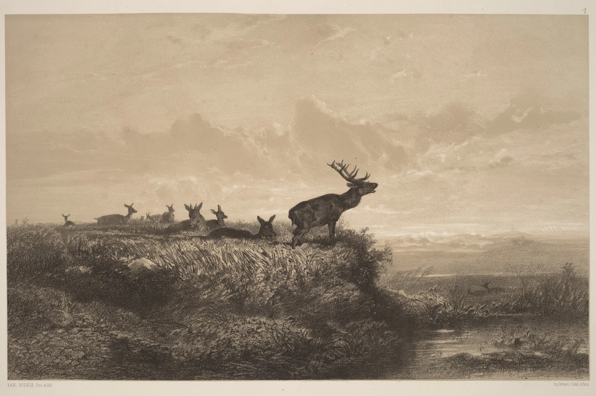 Le Matin.  Cerf et Biches, by Karl Bodmer, ink, 1851