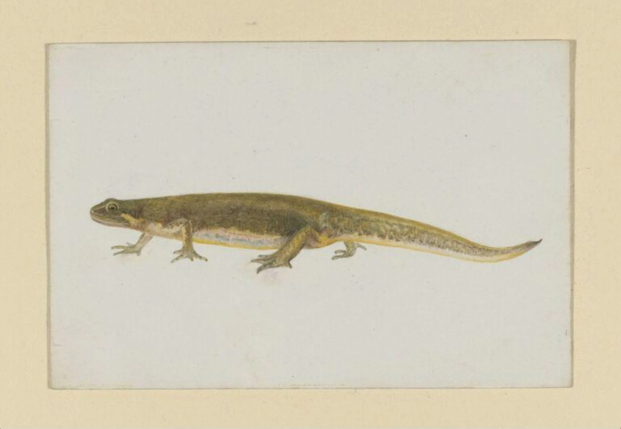 Untitled, by Beatrix Potter, watercolor, 1886