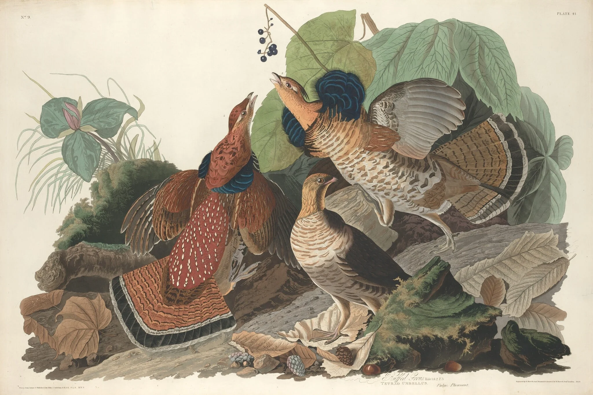 Ruffed Grouse, by Robert Havell Jr., ink, 1828