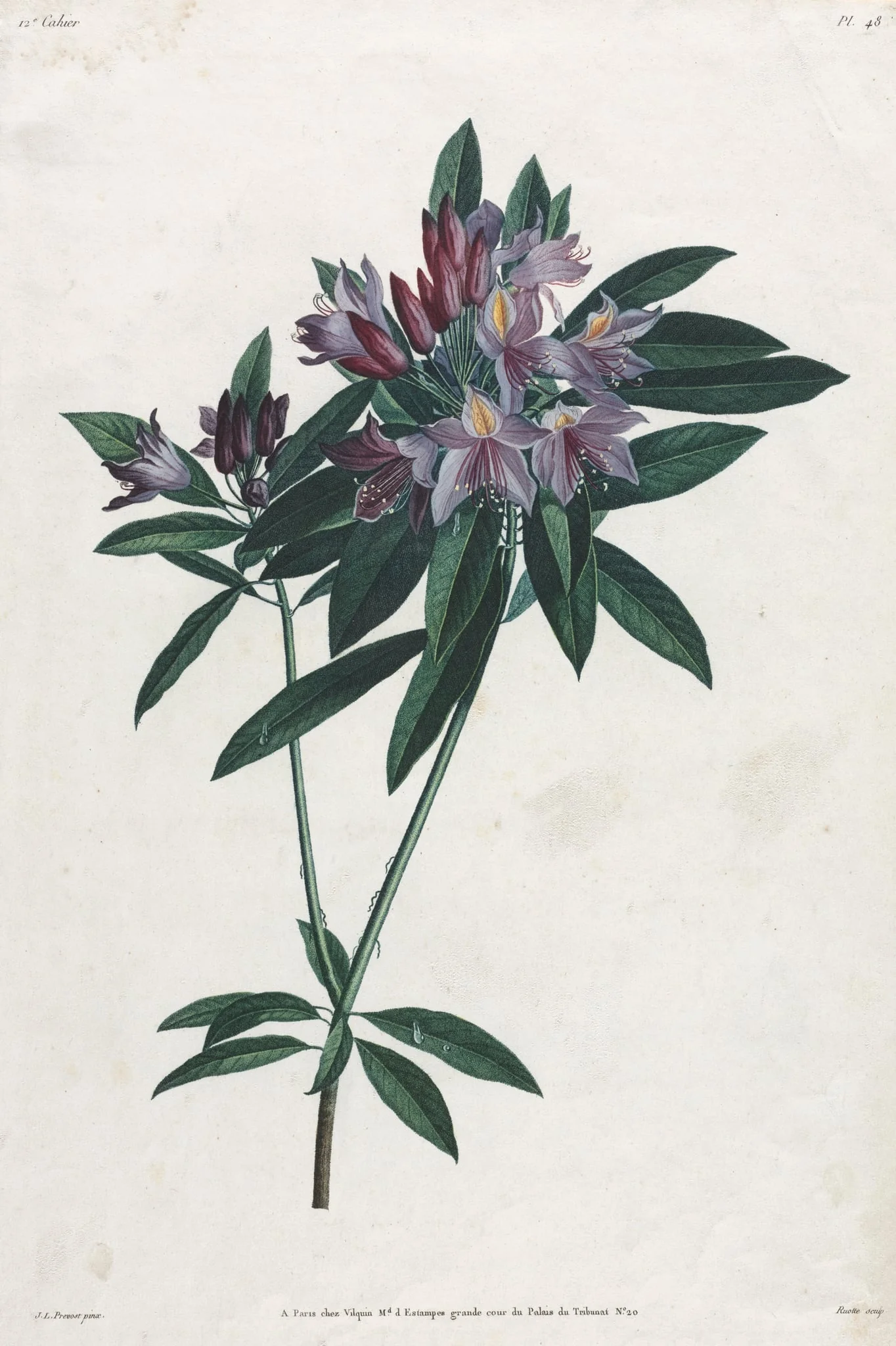 Pontic Rhododendron, by Jean Louis Prévost, 1805