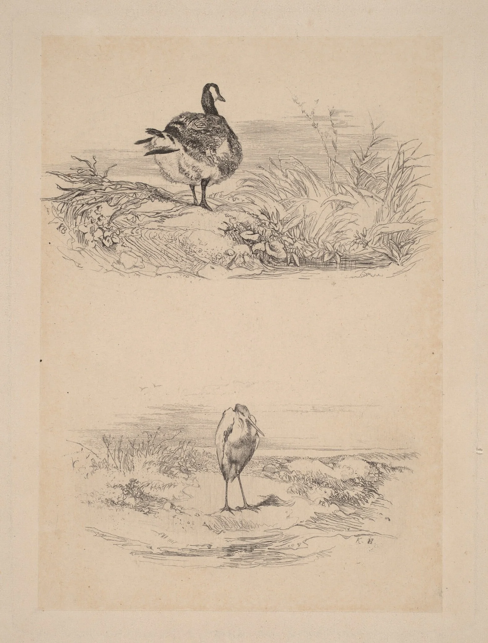 Oie, Heron, by Karl Bodmer, ink, 1851