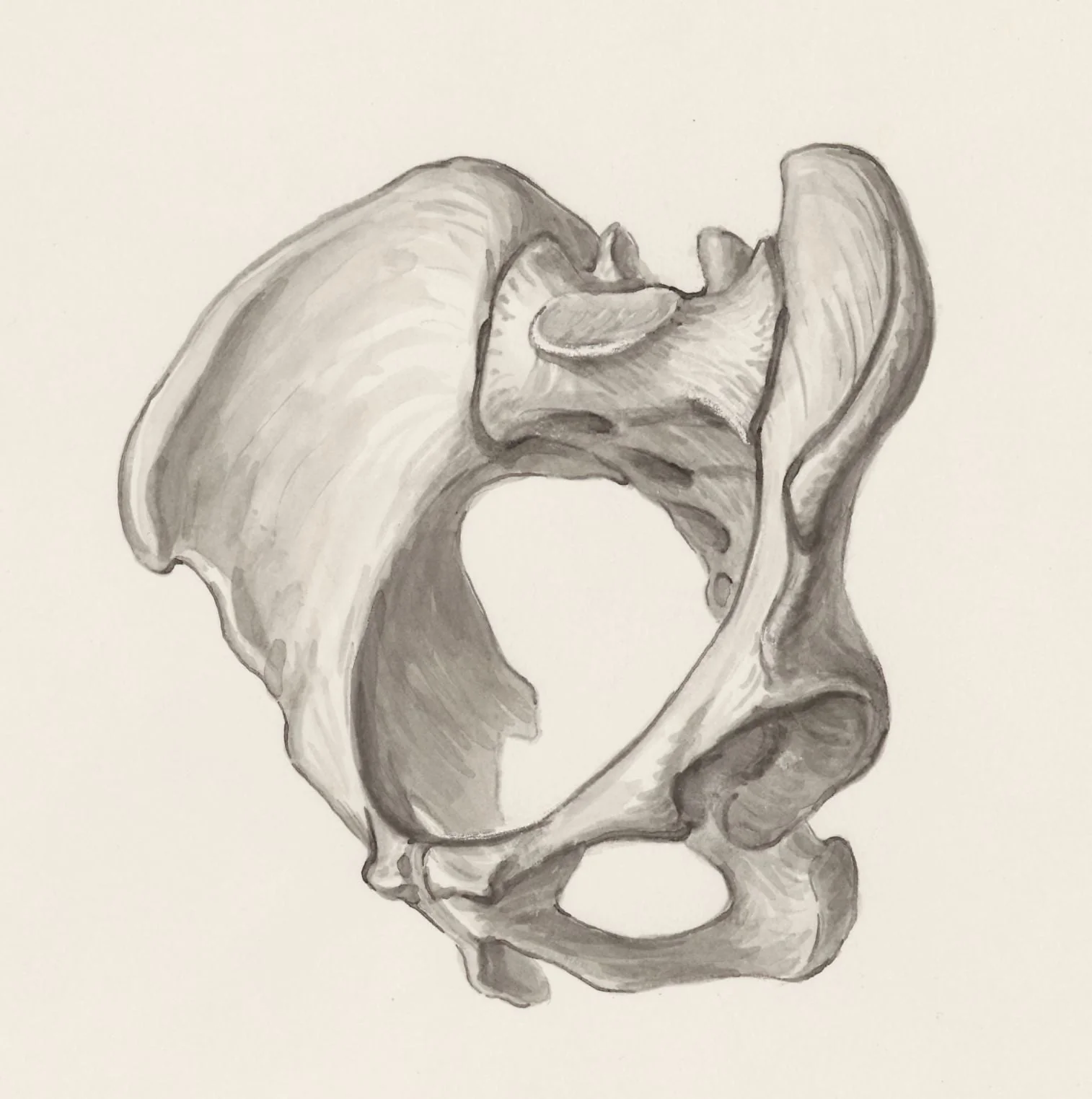 Pelvis bones, by J Wetselaar-Whittaker, 1970